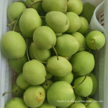 Nova colheita de alta qualidade de pêra fresca / Shandong Pear (70-80-90-100)